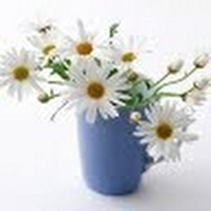 Meet your Posher, Janey